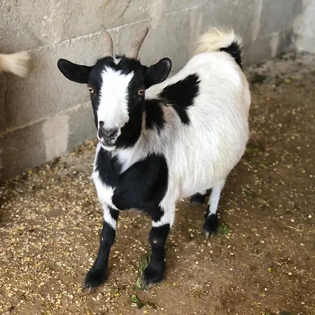 Tenuta Le Casette Lantställe