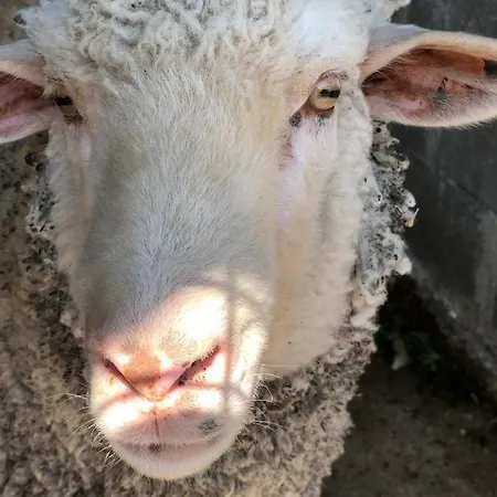 Lantställe Tenuta Le Casette Ugento