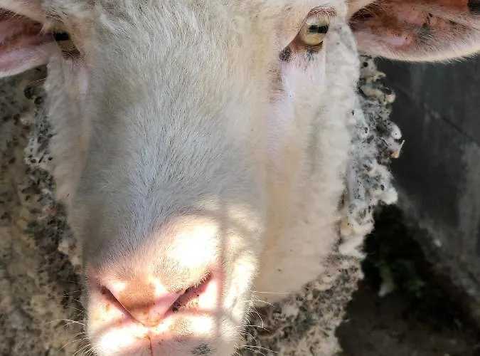 Landsted Tenuta Le Casette Ugento